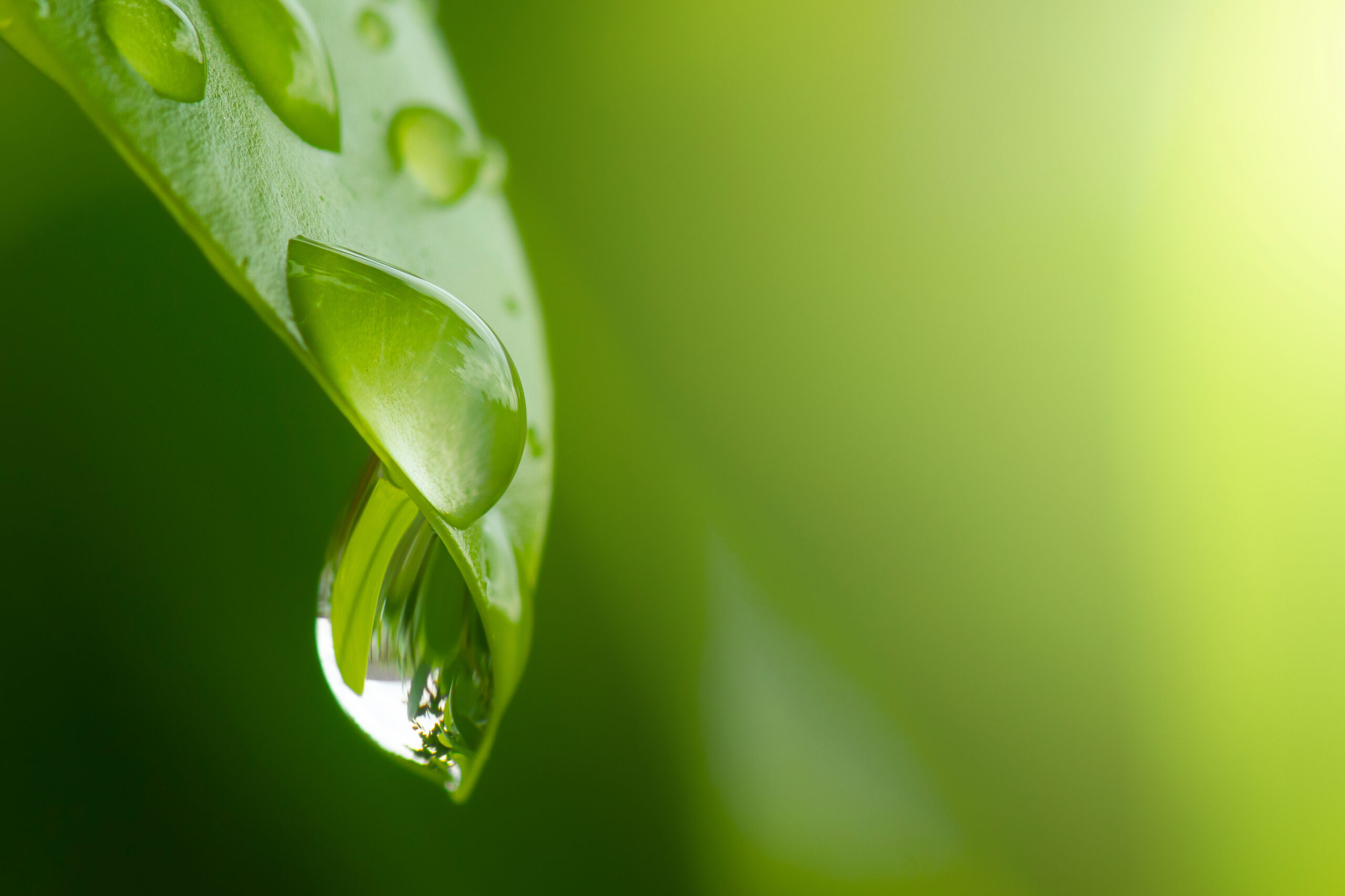 Wassertropfen an einem grünen Blatt